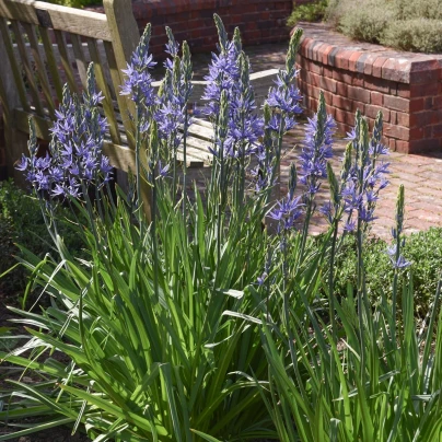 Ladoník modrý - Camassia caerulea - cibuloviny - 2 ks