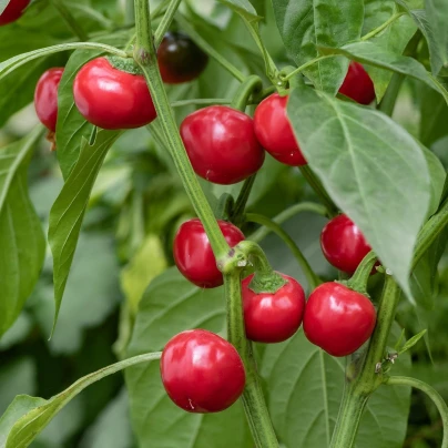 Chilli Cherry Bomb - Capsicum annuum - semena - 6 ks