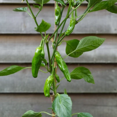 Chilli Pimentos de Padron - Capsicum annuum - semena - 7 ks