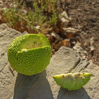 Maklura oranžová - Maclura pomifera - semena - 5 ks