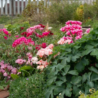 Zářivka velkokvětá - Godetia grandiflora - semena - 0,1 g