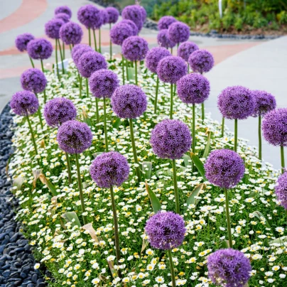 Česnek obrovský Giganteum - Allium giganteum - cibuloviny - 1 ks