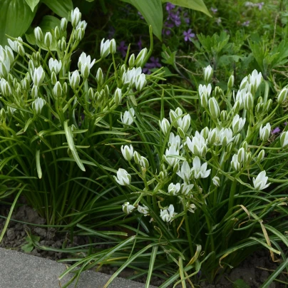 Snědek - Ornithogalum umbellatum - cibuloviny - 3 ks