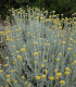 Smil Italský - Helichrysum Italicum - semena - 200 ks
