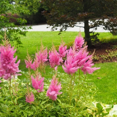 Čechrava Arendsii růžová - Astilbe Arendsii - semena - 10 ks