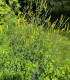 Komonice lékařská - Melilotus officinalis - semena - 30 ks
