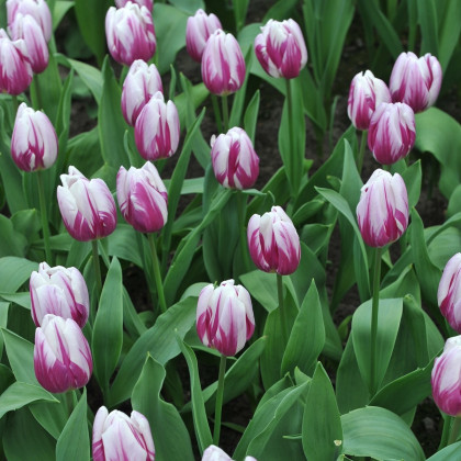 Tulipán Striped Flag - Tulipa - cibuloviny - 3 ks