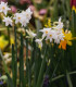Narcis Paperwhite Ziva - Narcissus - cibuloviny - 3 ks