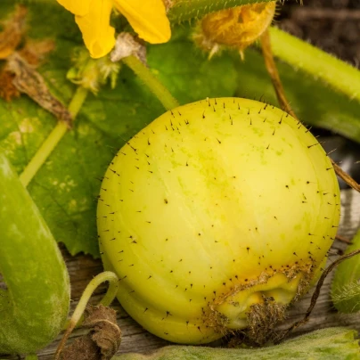 BIO Okurka salátová Lemon - Cucumis sativus - bio semena - 8 ks