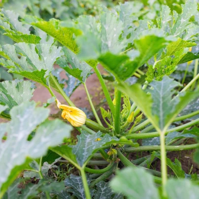 BIO Cuketa Costata Romanesco - Cucurbita pepo - bio semena - 8 ks