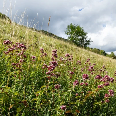 BIO Dobromysl obecná - Origanum vulgare - bio semena - 700 ks