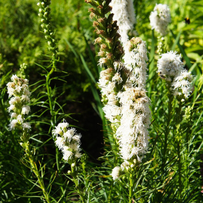 Šuškarda bílá Alba - Liatris spicata - cibuloviny - 5 ks