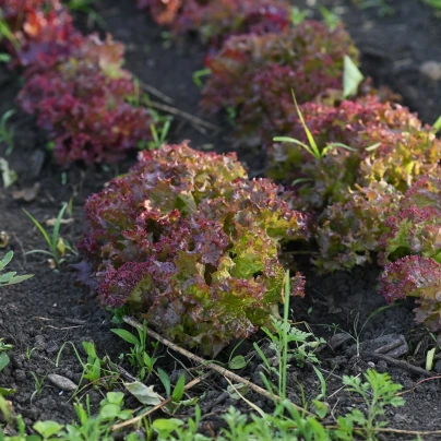 BIO Salát listový kadeřavý Lollo Rossa - Lactuca sativa - bio semena - 80 ks