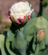 Tulipán Ice Cream - Tulipa - cibuloviny - 3 ks