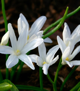 Ladonička zářící bílá - Chionodoxa luciliae alba - cibuloviny - 5 ks