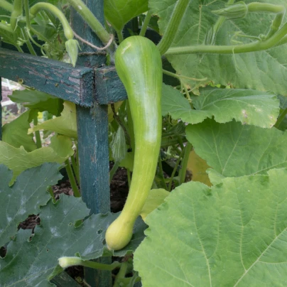 BIO Dýně muškátová Tromba d Albenga - Cucurbita moschata - bio semena - 6 ks