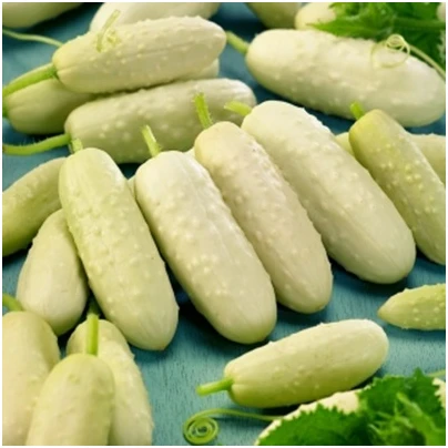 BIO Okurka polní White Wonder - Cucumis sativus - bio semena - 10 ks