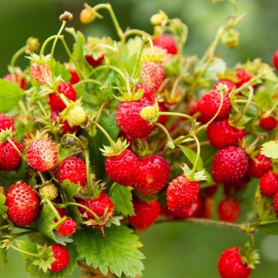 BIO Jahodník stáleplodící Reine des Vallées - Fragaria ananassa - bio semena - 10 ks