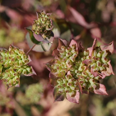 Prorostlík okrouhlolistý - Bupleurum rotundifolium B. griffithii - semena - 60 ks