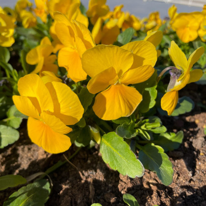 BIO Violka rohatá žlutá - Viola cornuta - bio semena - 20 ks