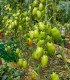 BIO Rajče San Marzano - Solanum lycopersicum - bio semena - 7 ks