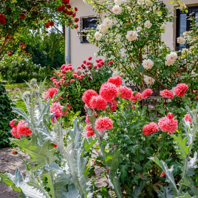 Mák Scarlet Peony - Papaver somniferum - semena - 150 ks