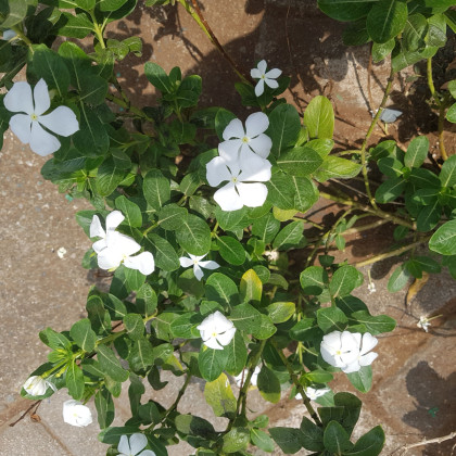 Barvínek White F1 - Catharanthus - semena - 30 ks