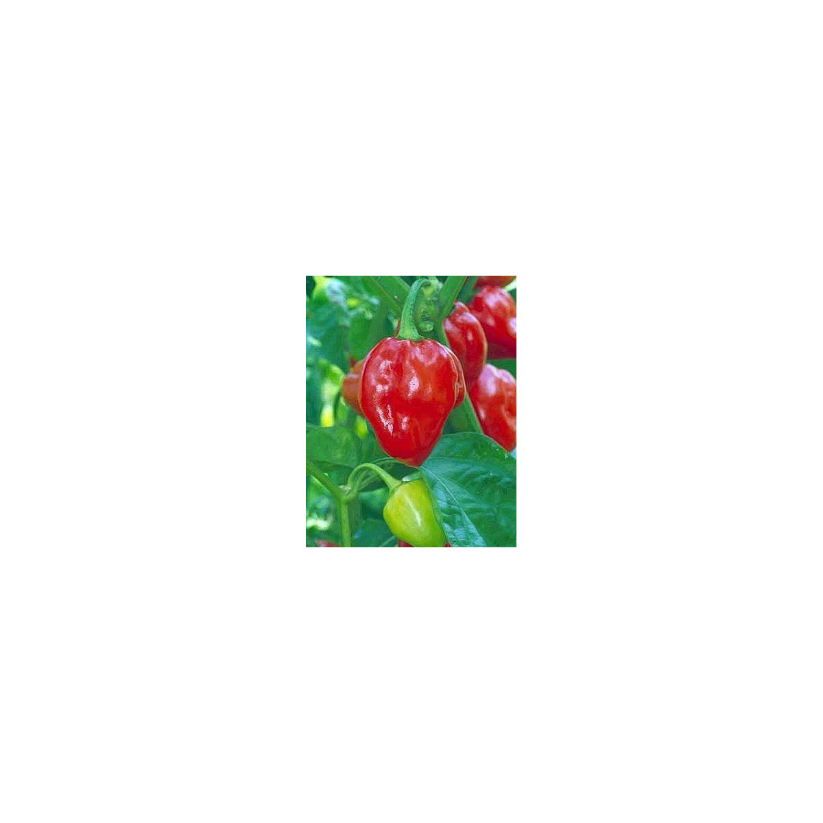 Chilli Karibské červené - Capsicum chinense - semena - 6 ks