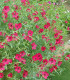 BIO Len červený - Linum grandiflorum - bio semena - 120 ks