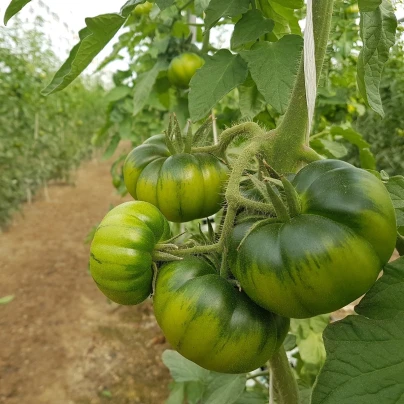 BIO Rajče Marmande - Solanum lycopersicum - bio semena - 15 ks