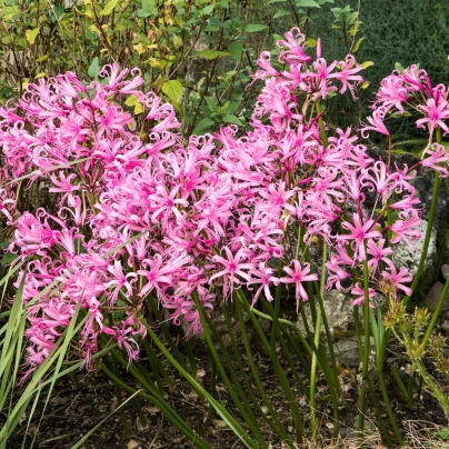 Nerine Bowdenova - Nerine bowdenii - cibuloviny - 1 ks