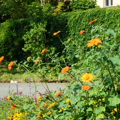 Titónie okrouhlolistá - Tithonia rotundifolia - semena - 60 ks