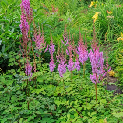 Čechrava čínská fialová - Astilbe chinensis - semena - 10 ks