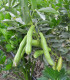 BIO Bob Fruhe Weisskeimige - Vicia faba - bio semena - 15 ks