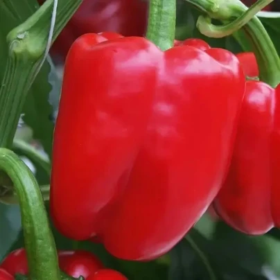 Paprika Beluga Red F1 - Capsicum annuum - semena - 5 ks