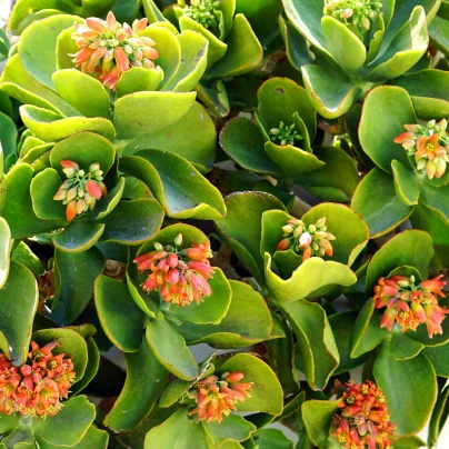 Kolopejka thyrsiflora - Kalanchoe - semena - 15 ks