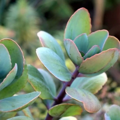 Kolopejka grandiflora - Kalanchoe - semena - 20 ks