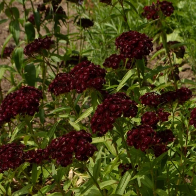 Hvozdík bradatý Sweet Black Cherry F1 - Dianthus barbatus - semena - 20 ks