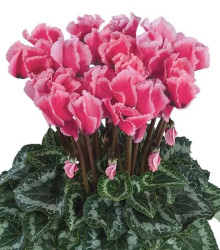 Brambořík perský Halios Curly Rose F1 - Cyclamen persicum - semena - 6 ks