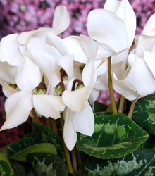 Brambořík perský Halios Pure White F1 - Cyclamen persicum - semena - 6 ks