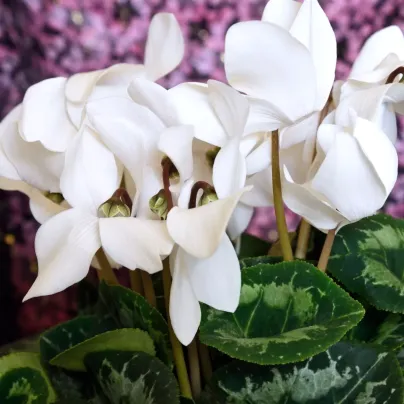 Brambořík perský Halios Pure White F1 - Cyclamen persicum - semena - 6 ks