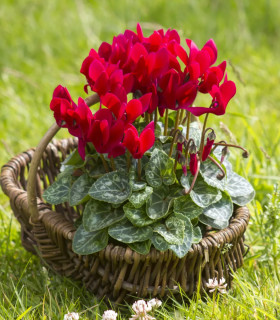 Brambořík perský Halios Bright Scarlet F1 - Cyclamen persicum - semena - 6 ks