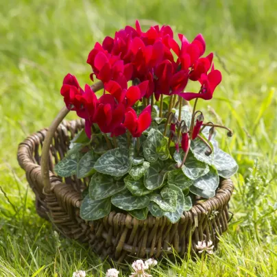 Brambořík perský Halios Bright Scarlet F1 - Cyclamen persicum - semena - 6 ks