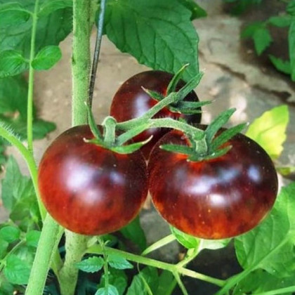 BIO Rajče Black Trifele - Solanum lycopersicum - bio semena - 7 ks