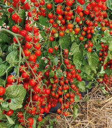 Rajče Perlino červené F1 - Solanum lycopersicum - semena - 6 ks