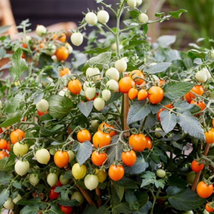 Rajče Tiny Temptations Orange PhR - Solanum lycopersicum - semena - 5 ks