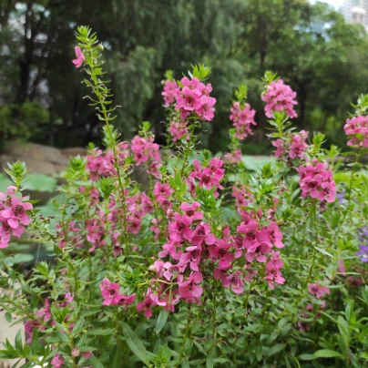 Angelonie úzkolistá Serenita pink - Angelonia angustifolia - semena - 6 ks