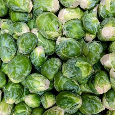 BIO Kapusta růžičková Dagan F1 - Brassica oleracea - bio semena - 20 ks