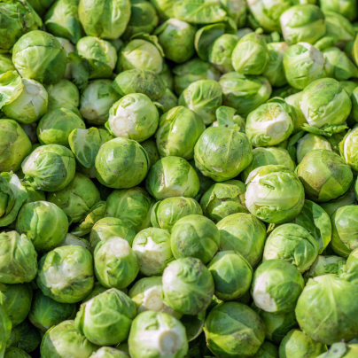 BIO Kapusta růžičková Hemera F1 - Brassica oleracea - bio semena - 20 ks