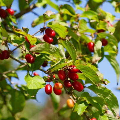 Dřín obecný - Cornus mas - semena - 3 ks